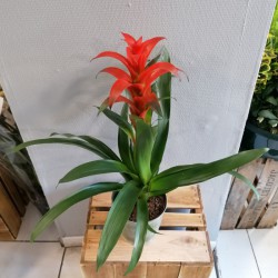 Guzmania