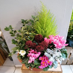 Assemblage de plantes...