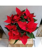 Plantes